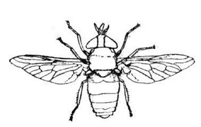 g708 color fly coloring pages - photo #43