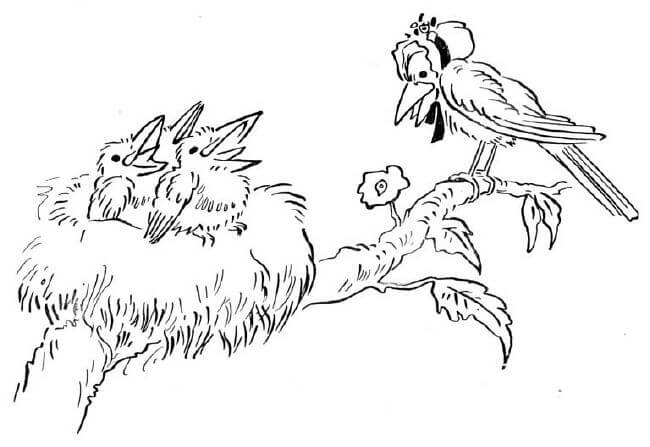baby birds in a nest coloring pages - photo #18