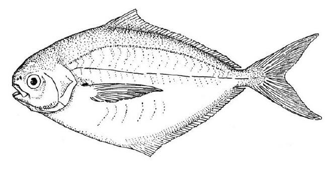 fish pictures for coloring. Fish - Large belly