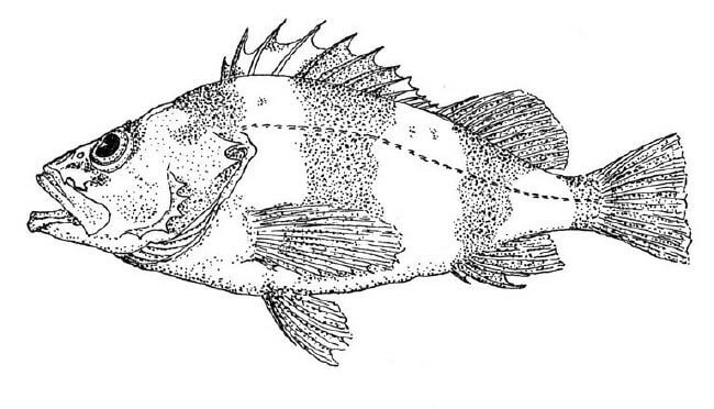 Coloring Book Pages Of Fish 6 | Free Printable Coloring Pages To .