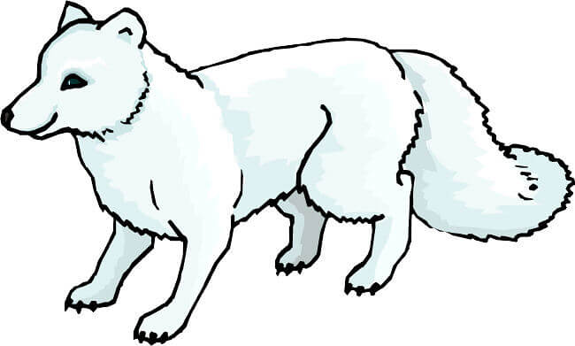baby arctic fox coloring pages cute - photo #9
