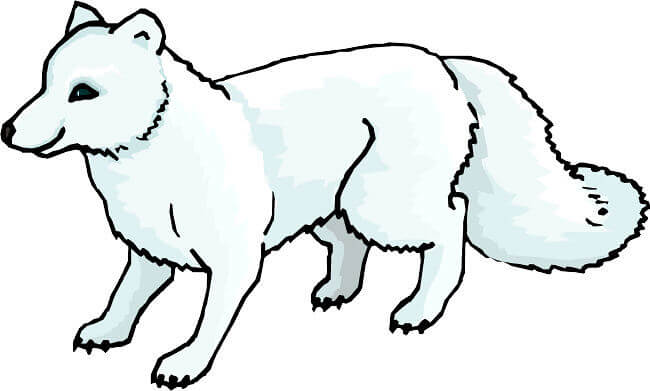 fox coloring sheets